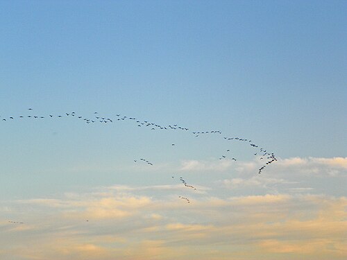 Migrating birds