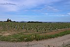Vineyard, Pinet, Hérault 09.jpg