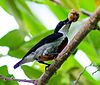 Visayan Flowerpecker (14390465650).jpg