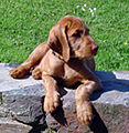 Vizslahond