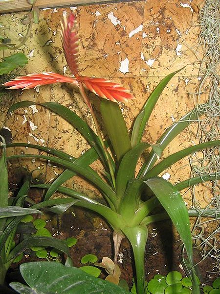 File:Vriesa sp epiphyte2.jpg