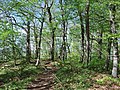 Waldweg am Albtrauf bei Beuren (1).jpg