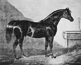 Walton (horse) British Thoroughbred racehorse