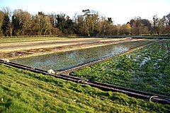 Image 70Watercress beds in Warnford near the River Meon (from Portal:Hampshire/Selected pictures)