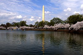 Washington Monument - fiori di ciliegio 02.jpg