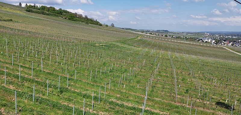 File:Weinberge Rüdesheim 2023-05-02 6.jpg