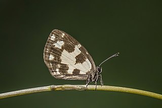 <i>Falcuna leonensis</i> Species of butterfly
