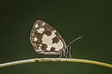 Western marble (Falcuna leonensis) underside.jpg