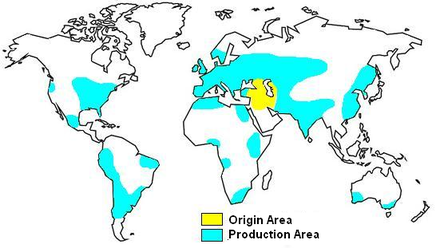 Origin and 21st century production areas of wheat Wheatareal.PNG