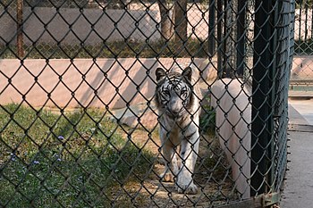 White Tiger in Lucknow Zoo.jpg