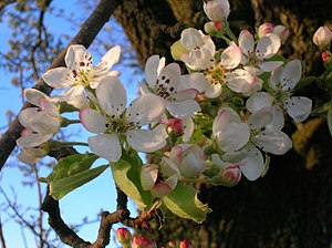 Bloesem van de wilde peer