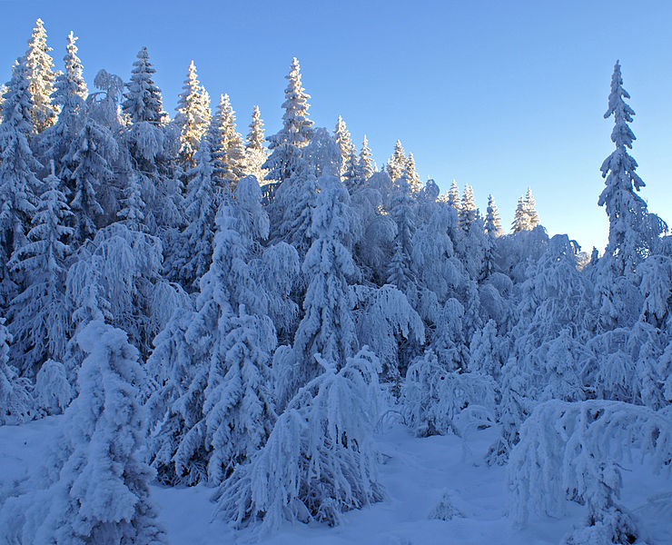 File:Winter forest (2138216668).jpg