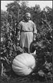 Pumpkin harvest (Cheyenne)