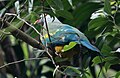 Wompoo Fruit Dove, Australia (Ptilinopus magnificus) (31217877152).jpg