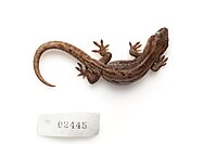 Holotype of the korowai gecko from Auckland War Memorial Museum