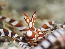 Primo piano di W. photogenicus, notare le papille sopra gli occhi