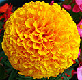 Yellow French Marigold Flower.jpg