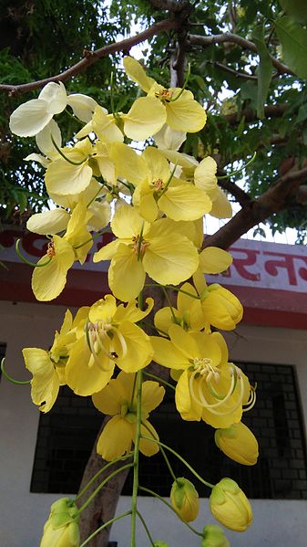 File:Yellow flower. Jpg.jpg