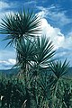 Yucca jaliscensis mit charakteristischen blauen Blättern in Mexico