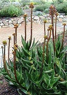 ZPeninsula Rambling Aloe in Cape Town gardens 4.jpg