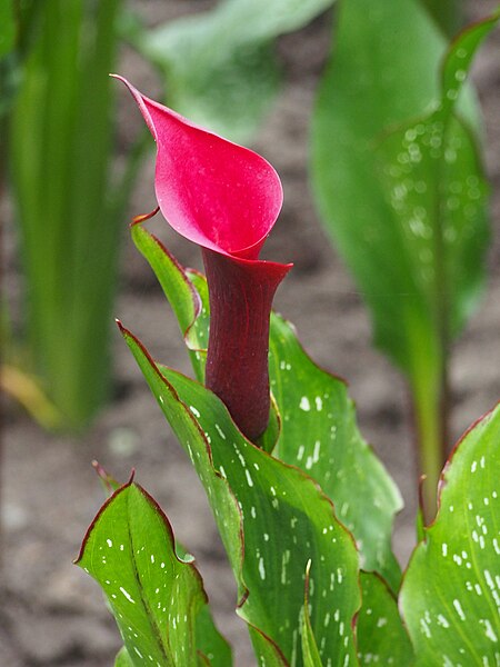 File:Zantedeschia pentlandii 'Red Charm' 2023-07-21 02.jpg