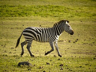 File:Zebra (6693805489).jpg - Wikimedia Commons