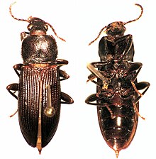 Zolodinus zelandicus.jpg