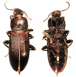 Zolodininae