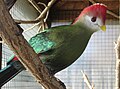 Turaco crestarossa