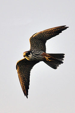 Lærkefalk (Falco subbuteo)