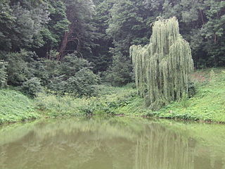 <span class="mw-page-title-main">Kholodnyi Yar</span> Forest in Cherkasy Oblast, Ukraine