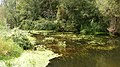 Подвижные водоросли - panoramio.jpg