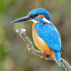 Alcedo Atthis: Tassonomia, Distribuzione e habitat, Descrizione