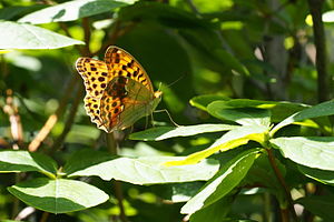 Восточная бабочка из перламутра, Саппоро