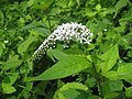 オカトラノオ （サクラソウ科） Lysimachia clethroides