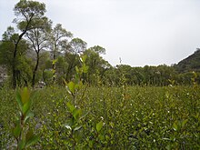 File:岷县一景.JPG