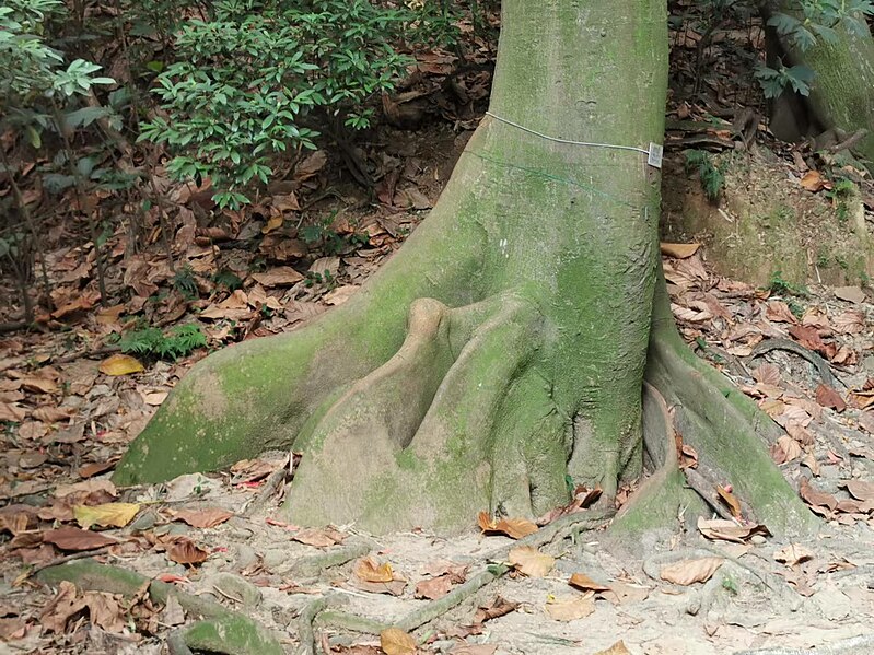 File:麵包樹 - 新竹高峰植物園 Artocarpus altilis - Gaofeng Botanical Garden 20221007220123 04.jpg