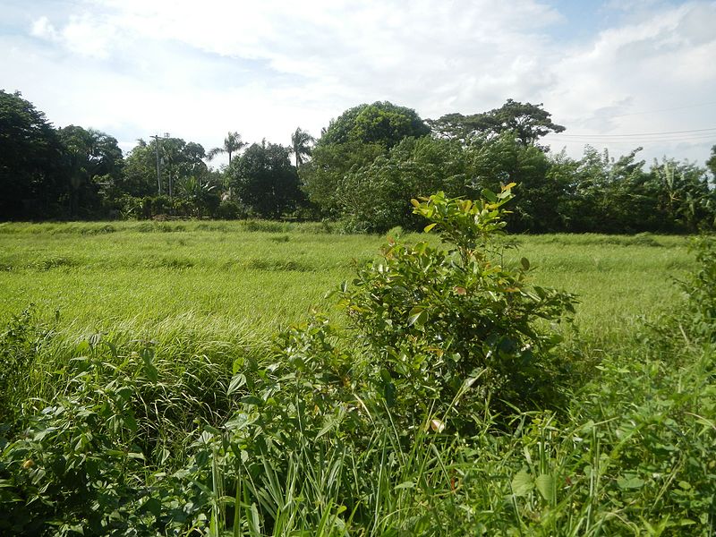 File:0266jfLandscape of paddy fields grasslands Farm Roads Bridge Creek Irrigation Bustos Bulacanfvf 04.jpg