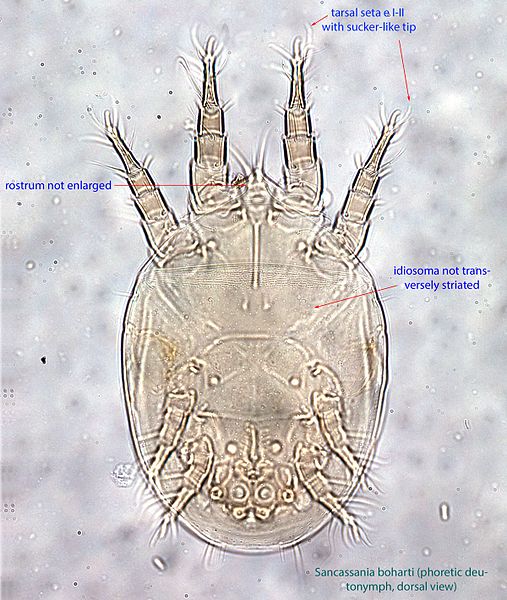 File:1-Sancassania boharti HDN dors BF40 BMOC 96-0916-059.jpg