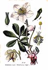 13 Helleborus niger L.jpg