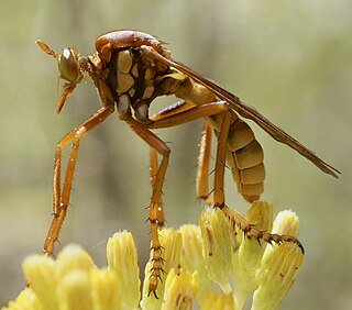 <i>Blepharepium</i> Genus of flies