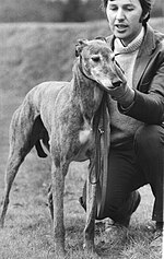 1971 Greyhound Grand National champion Sherrys Prince with trainer Colin West.jpg