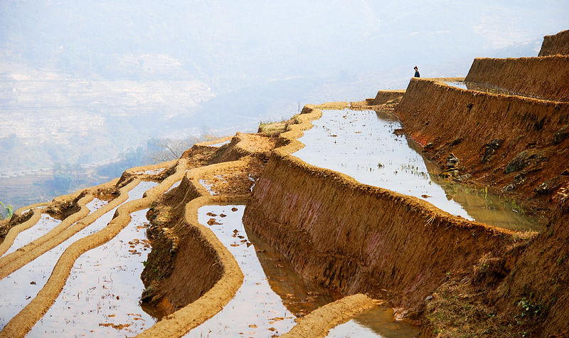 File:2007 1206 Cleared Hani rice terraces.jpg