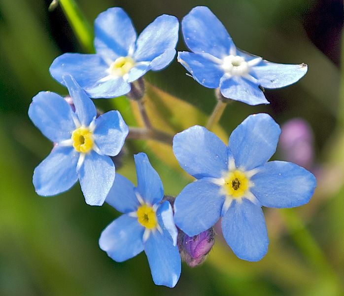 File:2008-05-04 at 18-26-44-Forgetmenot-Flower.jpg