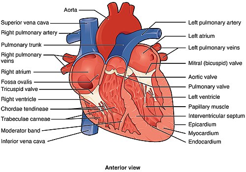 Tuned heart. Строение сердца анатомия латынь. Строение человеческого сердца схема. Внутреннее строение сердца анатомия латынь.