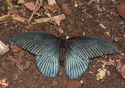 Papilio memnon