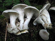 2011-06-30 Pleurotus cornucopiae 3 70824.jpg