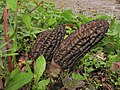 Morchella importuna