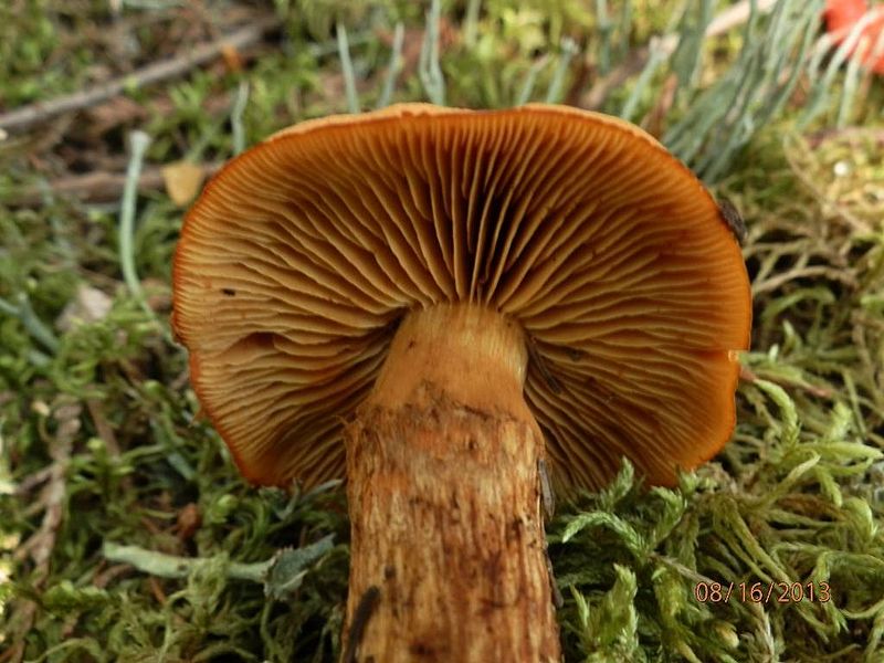 File:2013-08-16 Cortinarius limonius (Fr.) Fr 358352.jpg