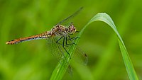 2013.08.23.-01-Kirschgartshaeuser Schlaege Mannheim-Blutrote Heidelibelle-Weibchen.jpg